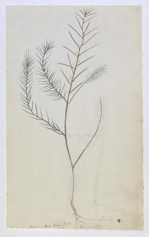 Banksia (Persoonia linearis), plant of Botany Bay, N.S.W., ca. 1800 [picture]