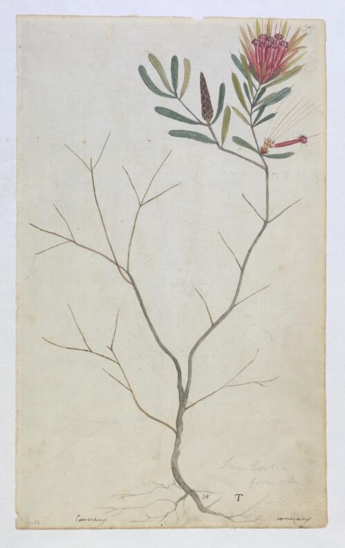 Mountain devil (Lambertia formosa) plant of Botany Bay region, N.S.W., ca. 1800 [picture]