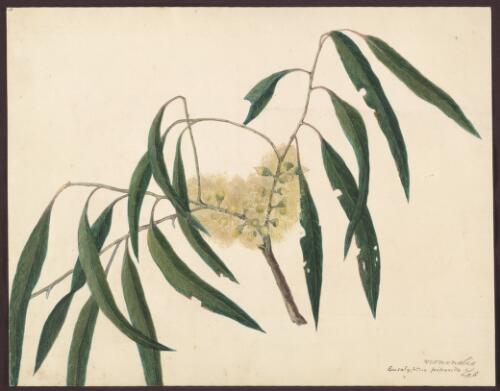 Eucalyptus viminalis [picture] / [Susan Fereday]