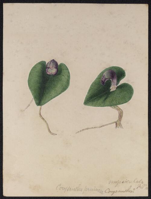 [Helmet orchid (Corybas aconitiflorus)] [picture] / [Susan Fereday]