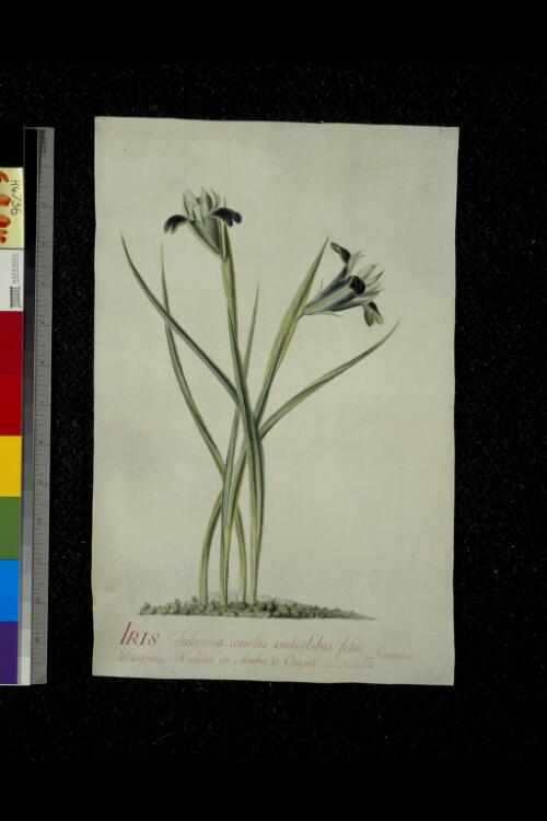 Iris tuberosa corrollis imberbibus, folus tetragonis [picture] / Sydney Parkinson