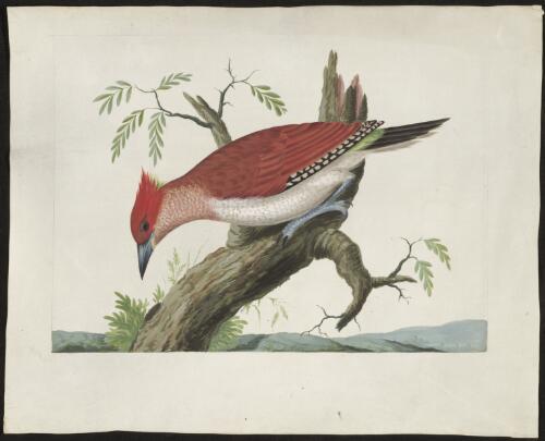 [Banded red woodpecker (Picus mineaceus)] [picture] / [Sydney Parkinson]
