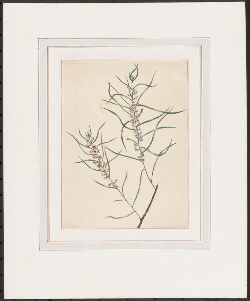 [Hovea linearis, Botany Bay, N.S.W.] [picture] / [Harriet Scott]
