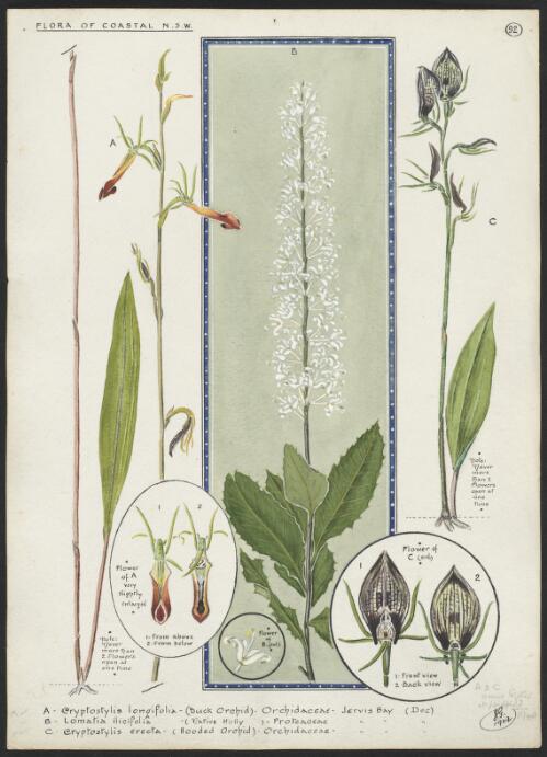 Cryptostylis longifolia (Duck orchid), Lomatia ilicifolia (Native holly), Cryptostylis erecta (Hooded orchid) [picture] / E.G