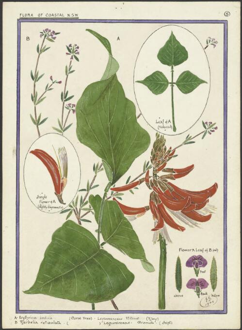 Flora of coastal New South Wales, 1920-1944 / E.G