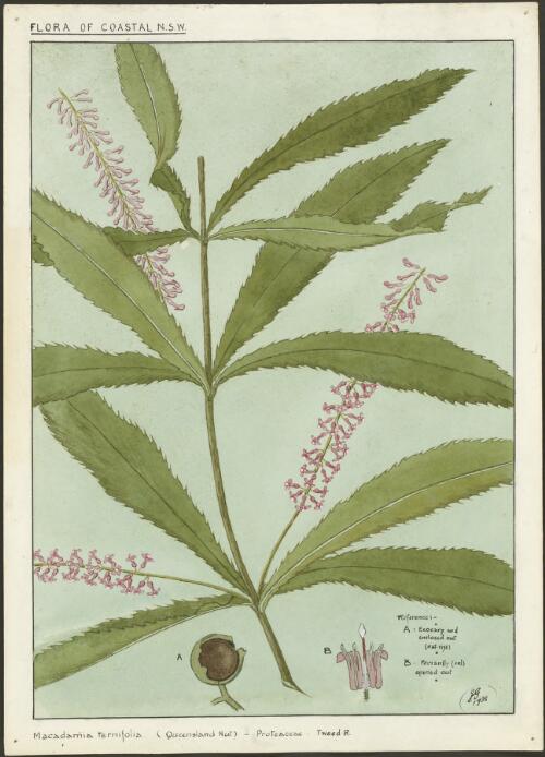 Macadamia ternifolia (Queensland nut), Proteaceae, Tweed River Region, New South Wales, 1938 [picture] / E.G