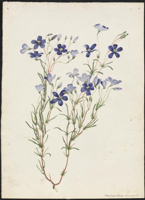 Cheiranthera linearis [picture] / A. Forster