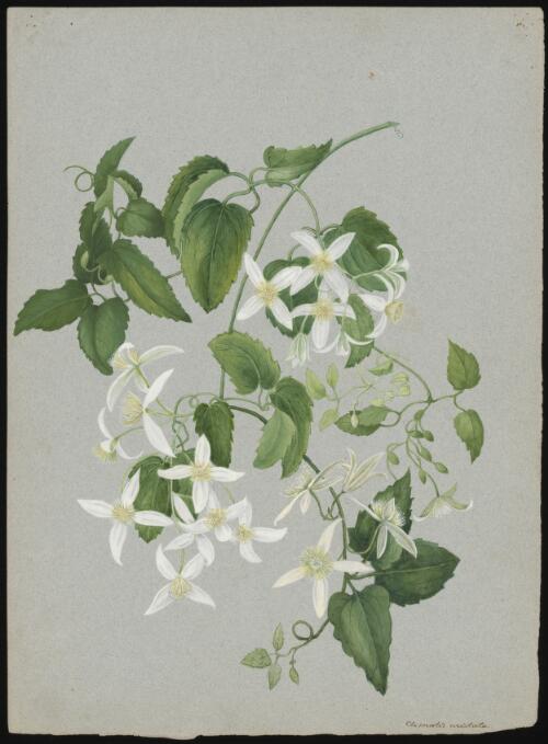 Clematis aristata [picture] / A. Forster