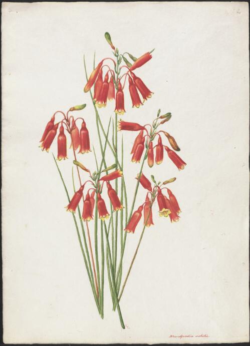 Blandfordia nobilis [picture] / A. Forster