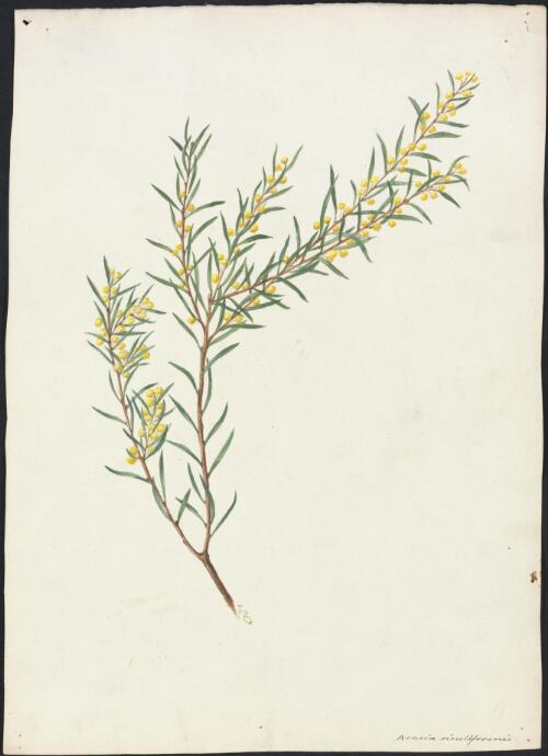 Acacia siculiformes [picture] / A. Forster
