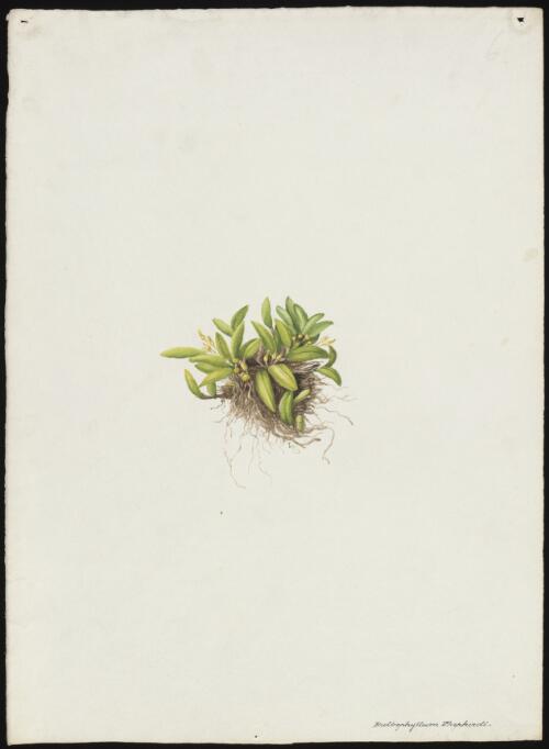 Bulbophyllum shepherdi [picture] / [Adam Forster]