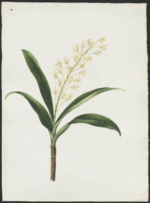 Dendrobium gracilicaule [picture] / Adam Forster