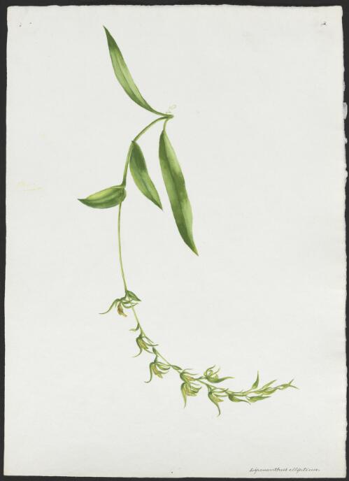 Lyperanthus ellipticus [picture] / [Adam Forster]