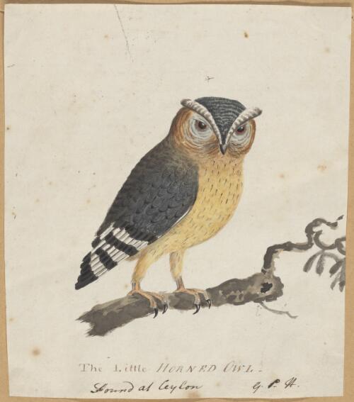 The little horned owl, found at Ceylon [picture] / G.P.H