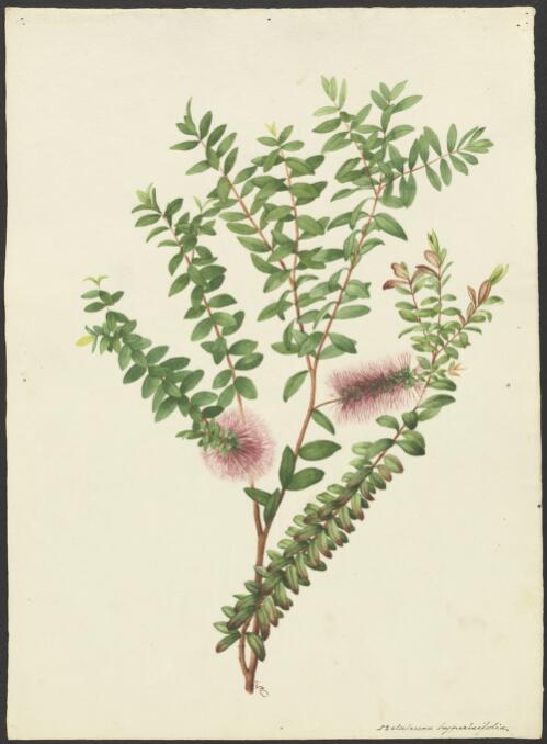 Melaleuca hypericifolia, New South Wales, March 1920 [picture] / [Adam Forster]