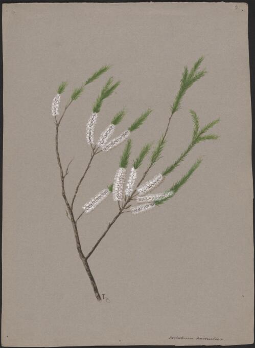 Melaleuca hamulosa [picture] / [Adam Forster]