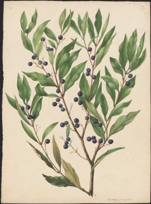 Notelaea longifolia [picture] / [Adam Forster]