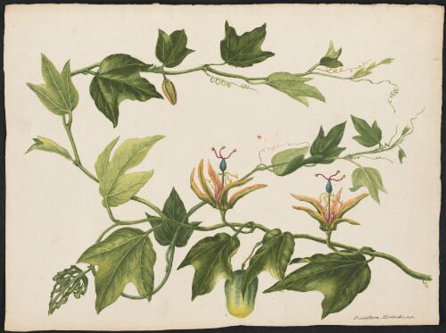 Passiflora herbertiana [picture] / [Adam Forster]