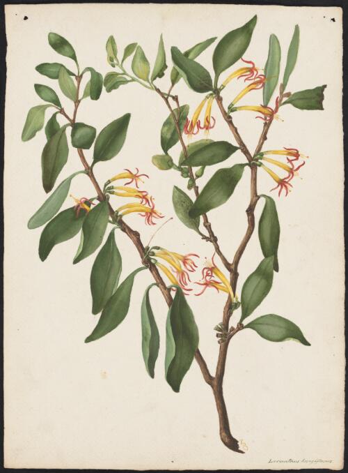 Loranthus longiflorus [picture] / [Adam Forster]