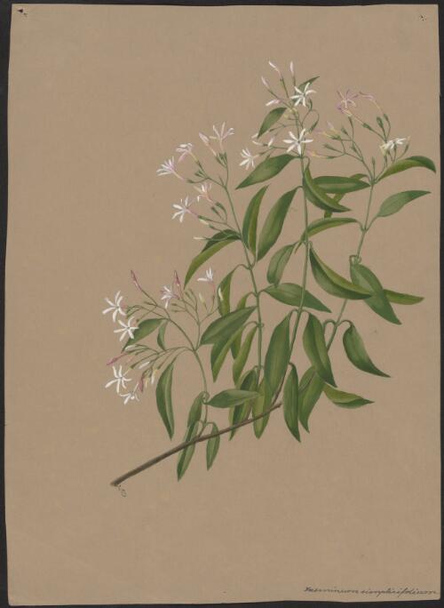 Jasminum simplicifolium [picture] / [Adam Forster]