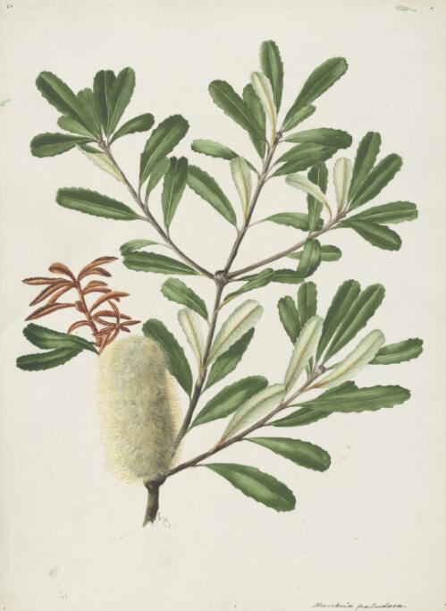 Banksia paludosa [picture] / A. Forster