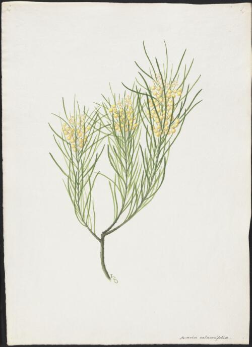 Acacia calamifolia [picture] / A. Forster