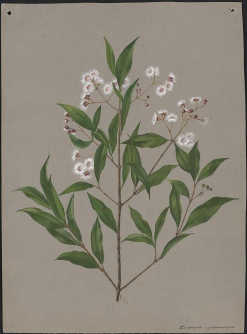 Eugenia cyanocarpa [picture] / A. Forster