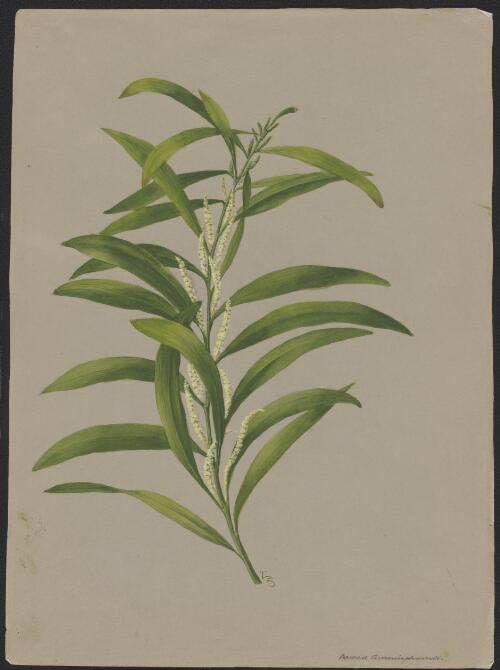 Acacia cunninghamii [picture] / A. Forster