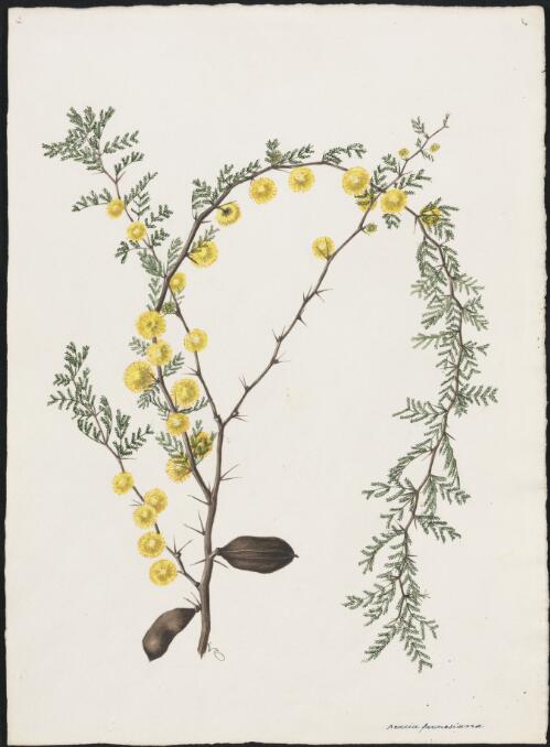 Acacia farnesiana [picture] / A. Forster