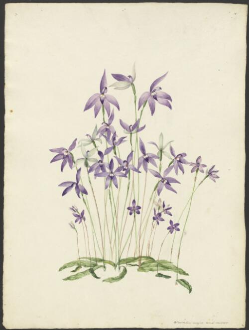 Glossodia major and Glossodia minor, New South Wales, 1924 [picture] / A. Forster