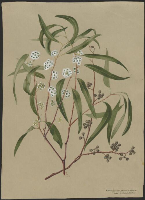 Eucalyptus haemastoma, Arncliffe, New South Wales, January 1923 [picture] / A. Forster