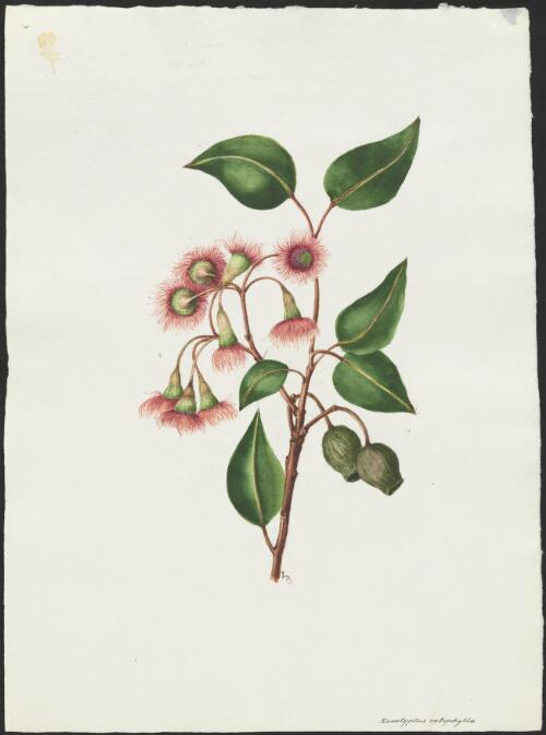 Corymbia calophylla, Western Australia, 23 December 1927 [picture] / A. Forster