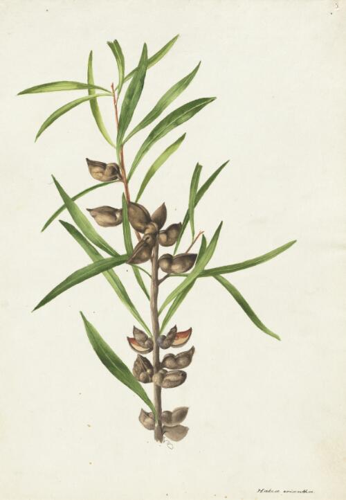Hakea eriantha [picture] / A. Forster