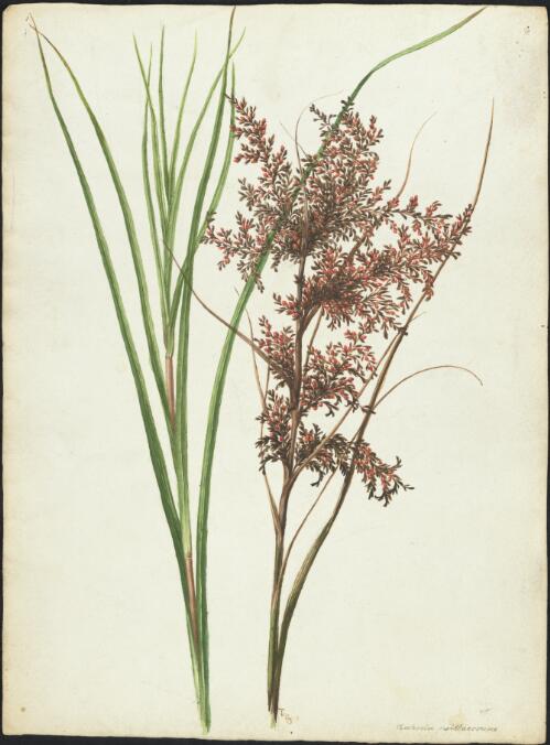 Gahnia psittacorum [picture] / A. Forster