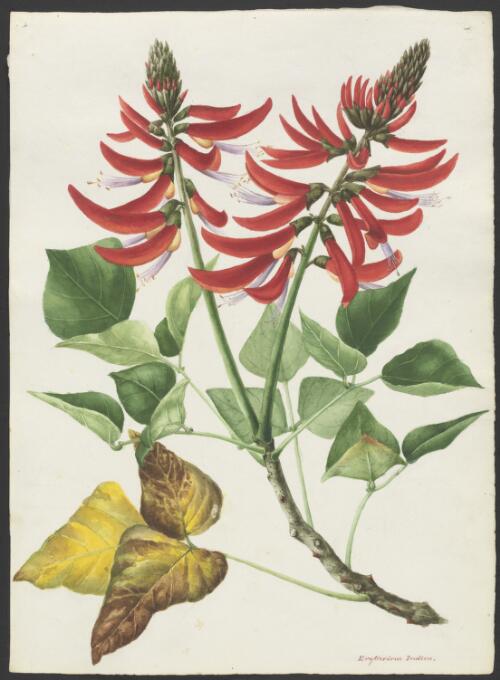 Erythrina x sykesii, New South Wales, 1919 [picture] / A. Forster