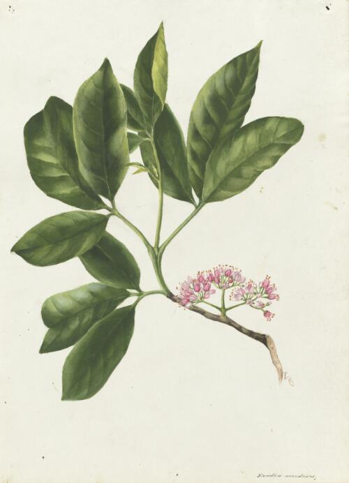Euodia accedens [picture] / A. Forster