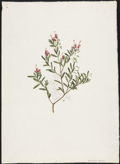 Grevillea alpina [picture] / A. Forster