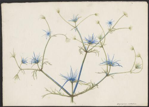 Eryngium rostratum [picture] / A. Forster