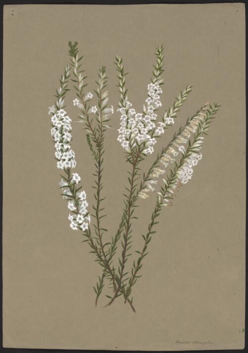 Epacris obtusifolia [picture] / A. Forster