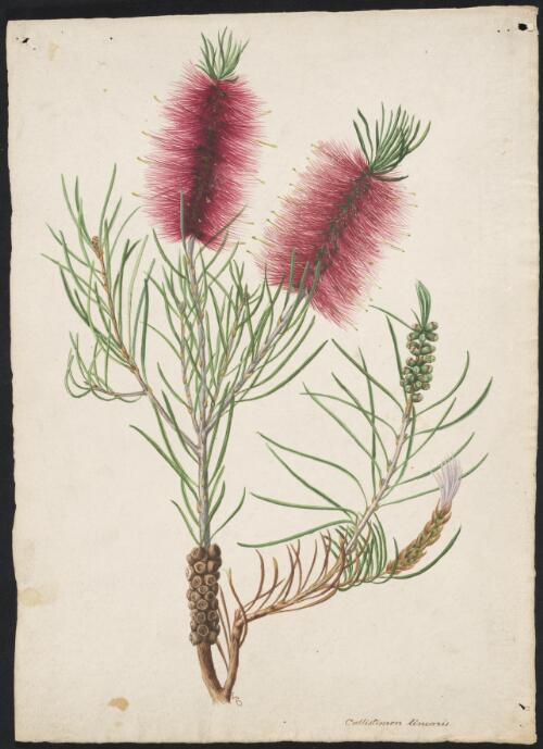 Callistemon linearis [picture] / A. Forster