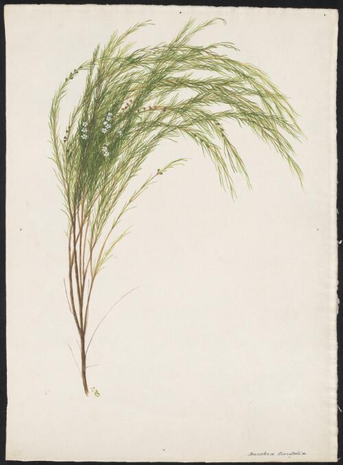 Baeckea linifolia [picture] / A. Forster