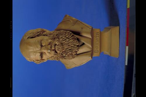 Terracotta bust of Charles Darwin [realia]