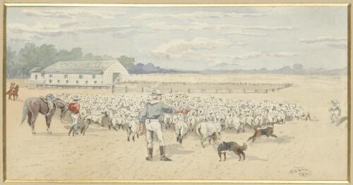 [Rounding up sheep for shearing, 1895] [picture] / A. Esam