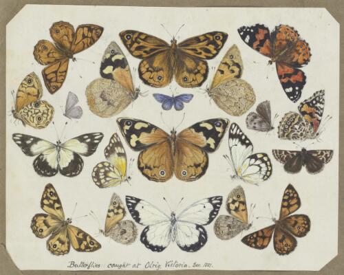Butterflies caught at Olrig, Victoria, 1881 [picture] / [H.J. Graham]