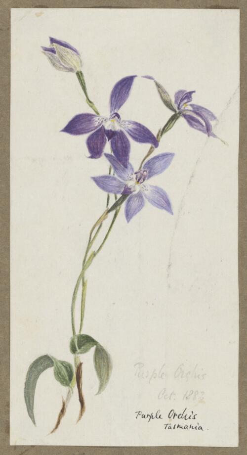 Purple orchids, Tasmania [picture] / [H.J. Graham]