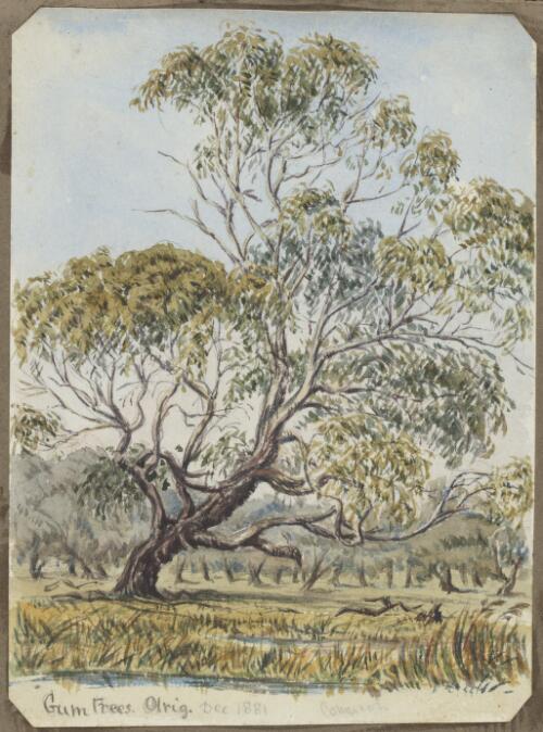 Gum trees, Olrig [picture] / [H.J. Graham]