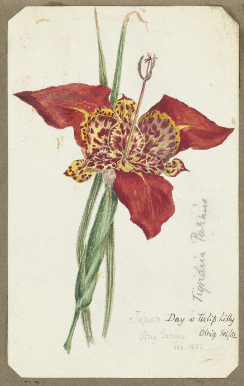 Tigridia pavonia, family Iridaceae, from the Olrig garden, Victoria, 1882 [picture] / [H.J. Graham]