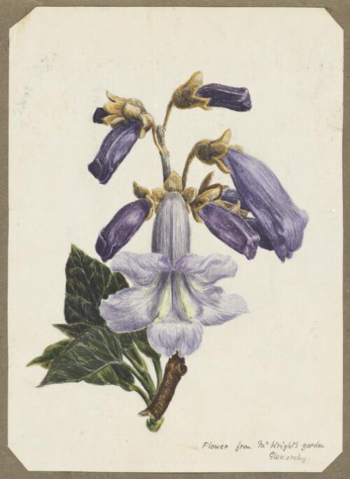 Flowers from Mr Wright's garden, Glenorchy [picture] / [H.J. Graham]