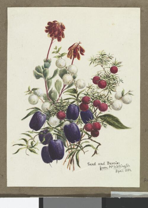 Seeds and berries from Mt. Wellington [picture] / [H.J. Graham]