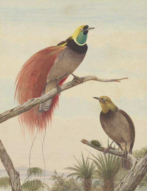 Raggi bird of paradise [picture] / Neville Cayley